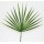 Palme Chamerops MM