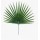 Palme Chamerops GM