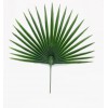 Palme Chamerops GM