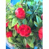 Guirlande de roses rouges