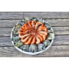 NOUVEAUTÉ: Plateaux Bagasse ronds - Blanc NOUVEAUTÉ: Plateaux Bagasse ronds - Blanc