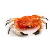 Crabe